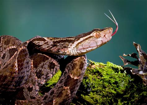 Dec 23, 2016 ... Fer-de-Lance ... Fer-de-Lances belong to the pit viper group of snakes and live between the North and the South America. This venomous snake is ...